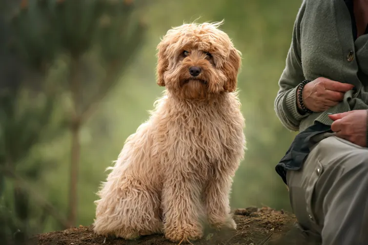cavapoo puppy next to person