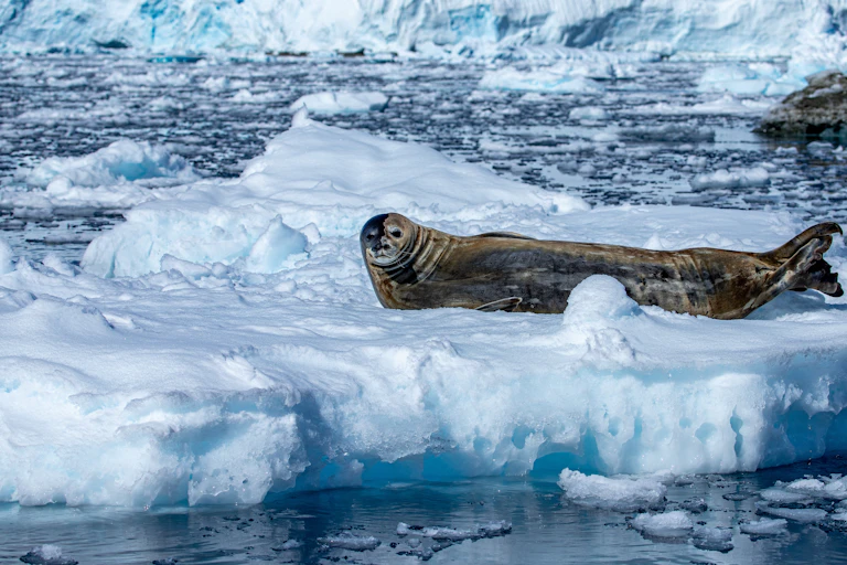 Un phoque de Weddell (Leptonychotes weddellii) repose sur une banquise sur la péninsule antarctique
