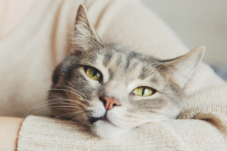 O proprietário embala o gato cinza com olhos verdes em um braço