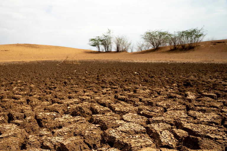 dry cracked soil landscape, couple of trees on horizon