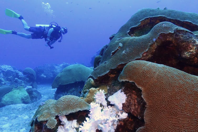 A diver swims by a coral reef.