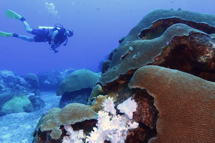 A diver swims by a coral reef.