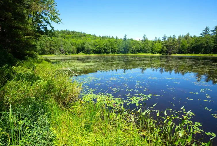 étang et zone humide dans le New Hampshire