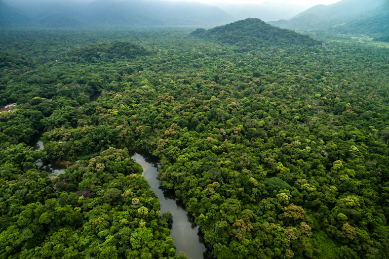 A tropical forest is displayed from the air in Malaysia.