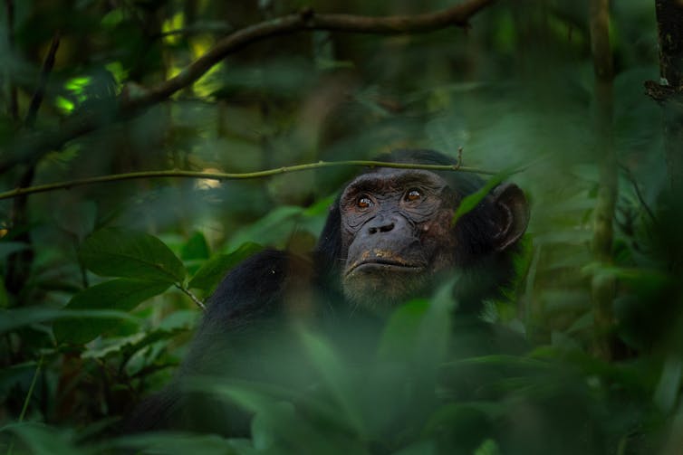 A chimp sits in a shady bit of forest.