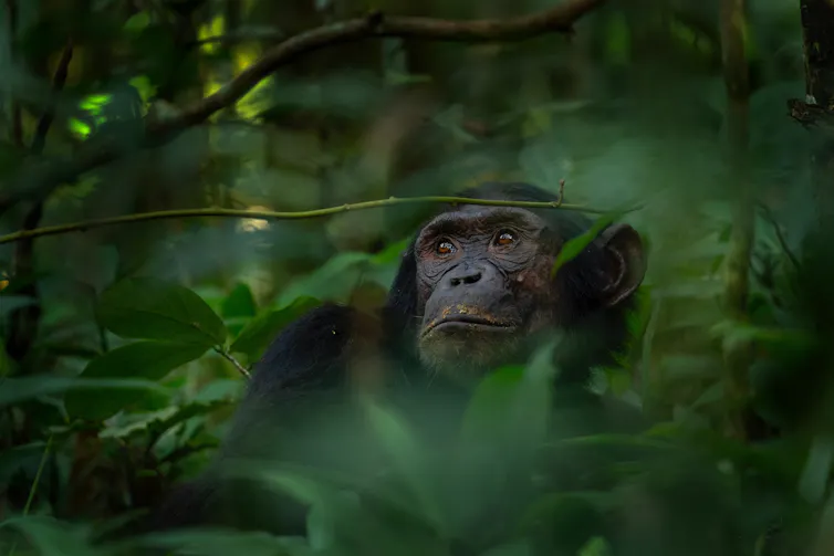 A chimp sits in a shady bit of forest.