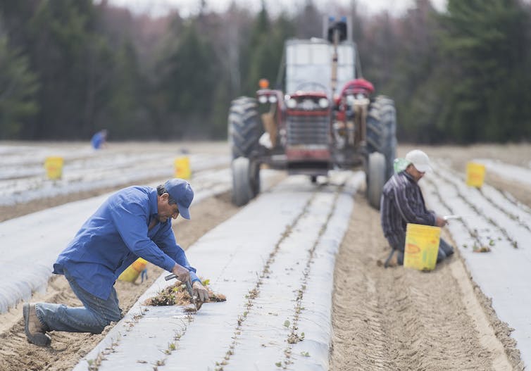 Men in baseball caps and work boots plant seeds in a plowed field
