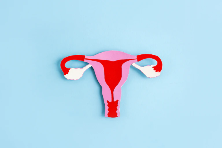 A diagram of the female reproductive system.