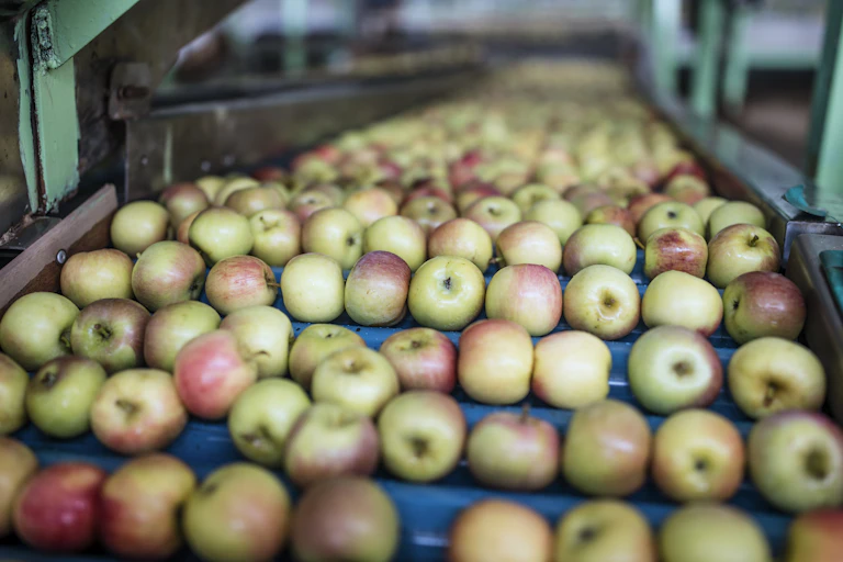 Reddish-green apples on a conveyor belt