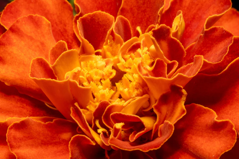 Orange marigold centred on anthers