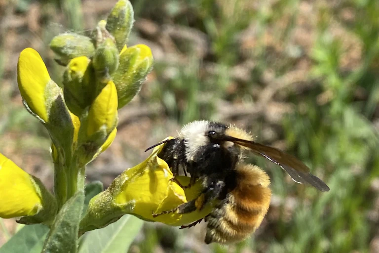 A fuzzy gold and black striped insect clings to a yellow flower