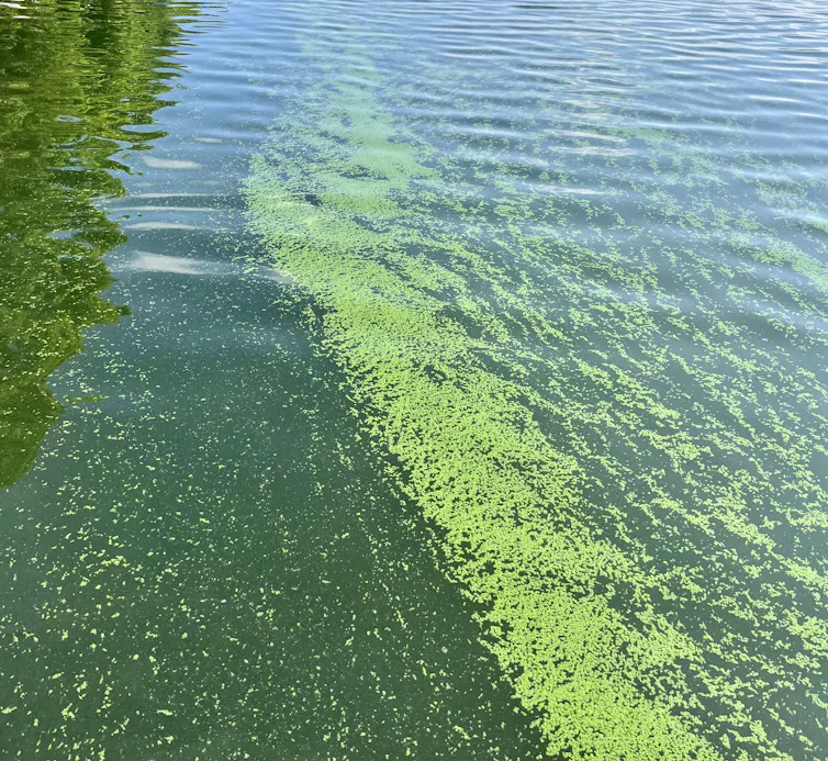 fleur d’eau de cyanobactéries