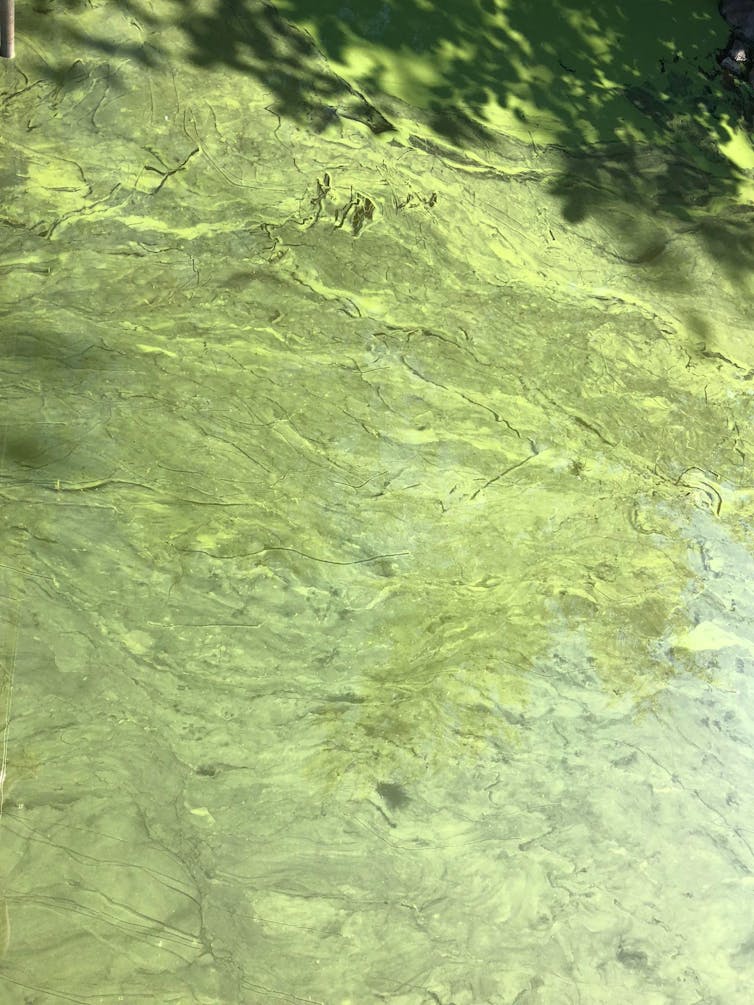 cyanobacteria bloom