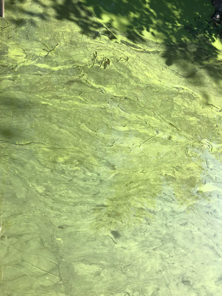 fleur d’eau de cyanobactéries