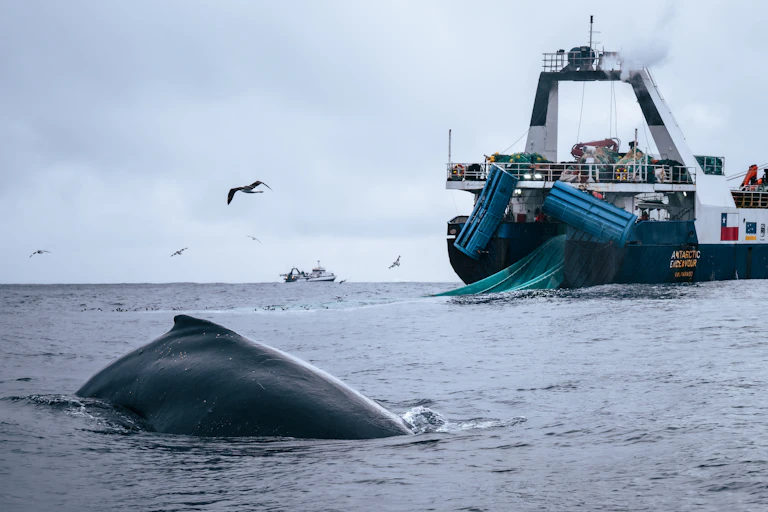 A whale's back rises from the water near a large fishing boat with nets deployed