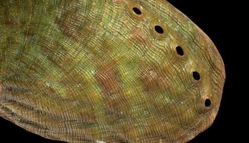 a new species of abalone found only in waters off a remote NZ island chain