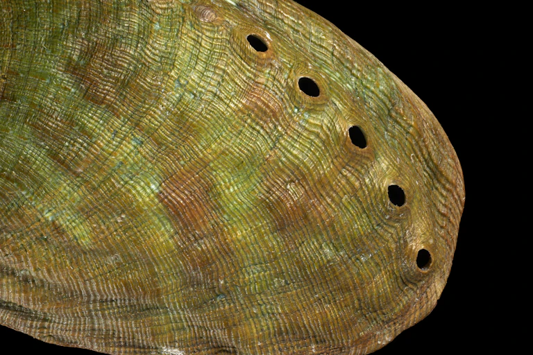 A detail of a paua shell
