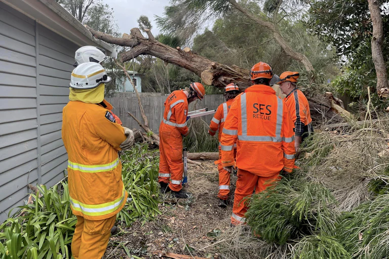 workers removing fallen tree