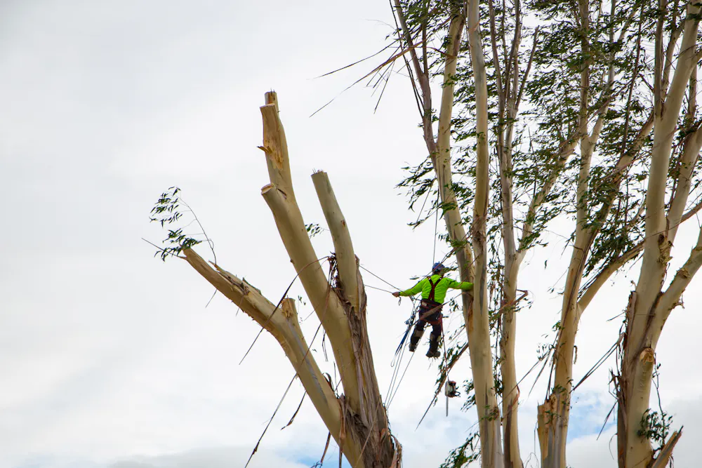 Winds Tree Risk Worried about your trees after the windstorms? Here are 7 signs you ...
