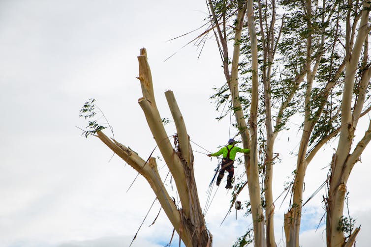 arborist trimming gum tree