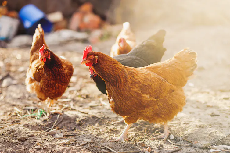 Chickens.