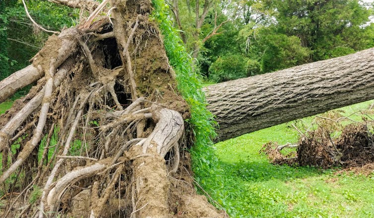 tree fallen over roots bare