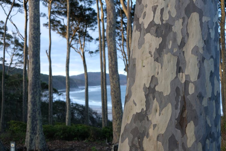large old tree, smaller trees behind