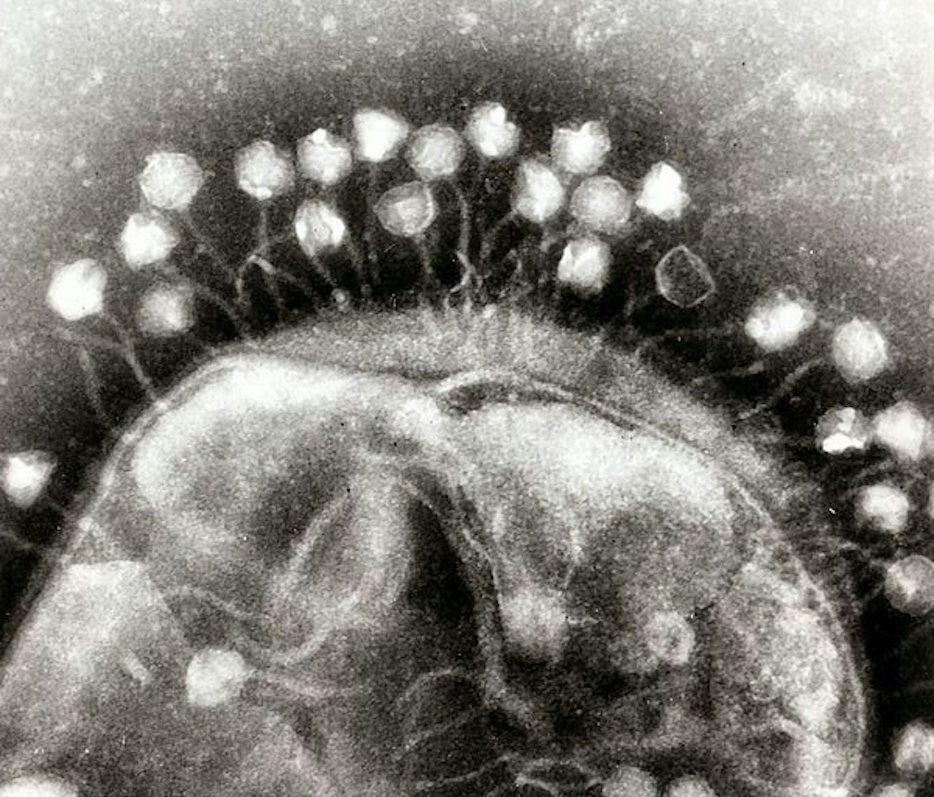 Designer viruses could be the new antibiotics