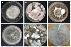 Six Petri dishes are pictured, labeled A through F, each containing a different kind of fungus