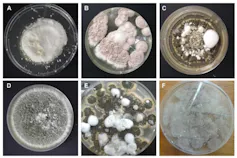 Six Petri dishes are pictured, labeled A through F, each containing a different kind of fungus