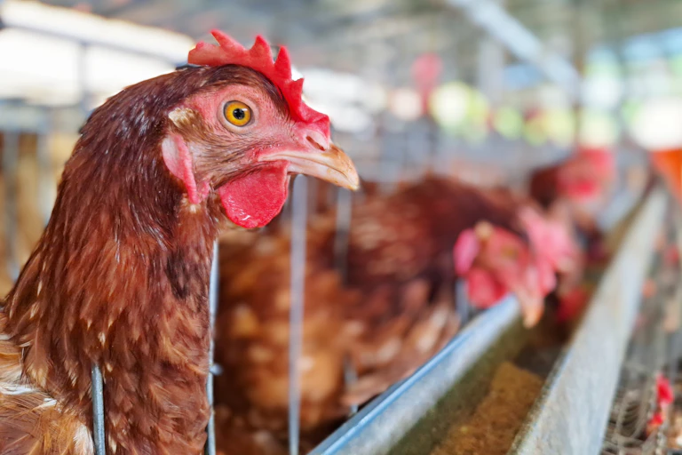 Indonesian chicken coops