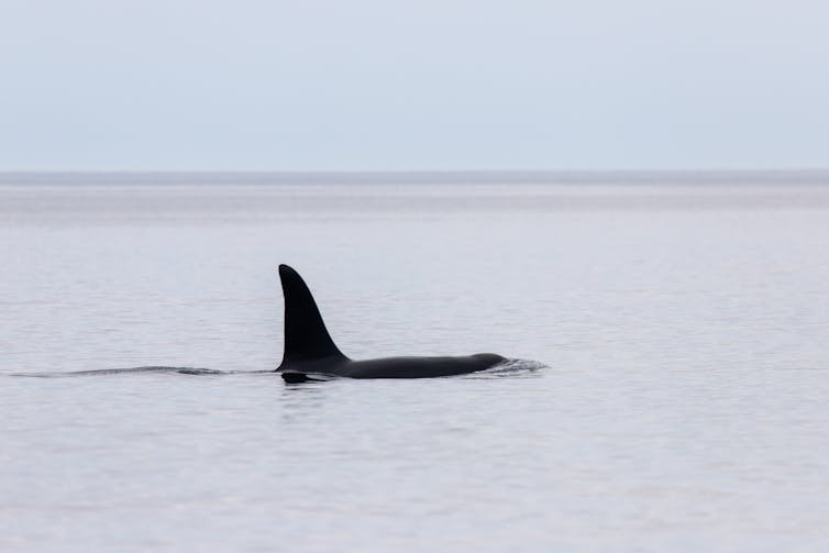 calm sea, tall black fin of orca/killer whale swimming
