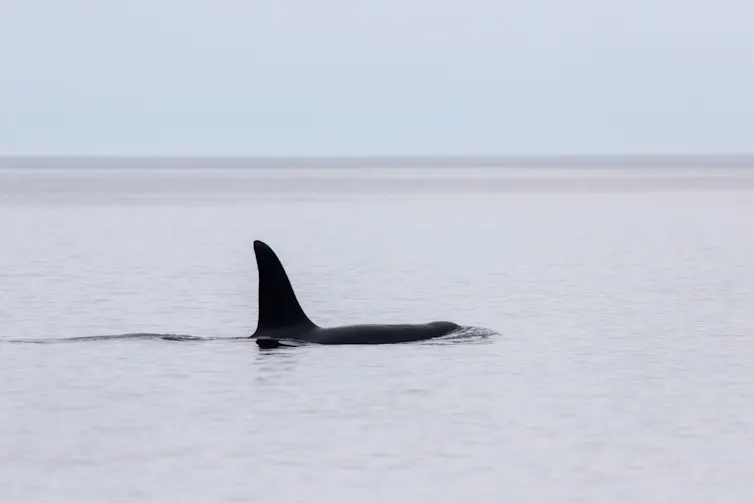 calm sea, tall black fin of orca/killer whale swimming