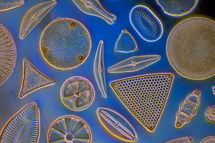 Microscopic diatoms in ornate shapes on a blue background.
