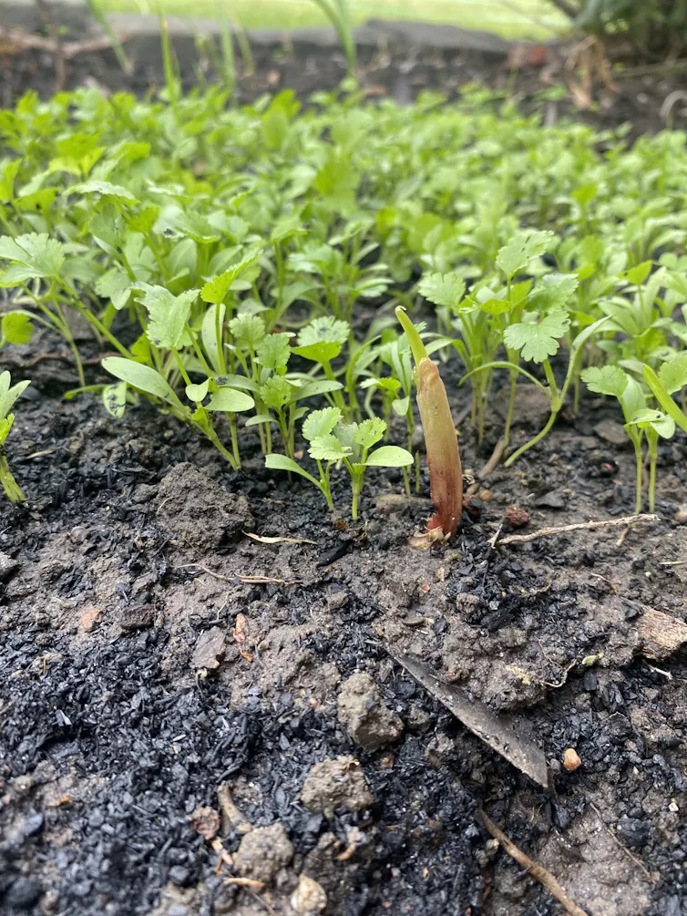 coriander seedlings and biochar