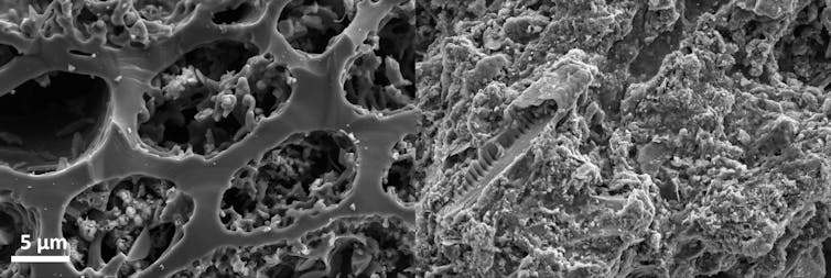 charcoal under microscope