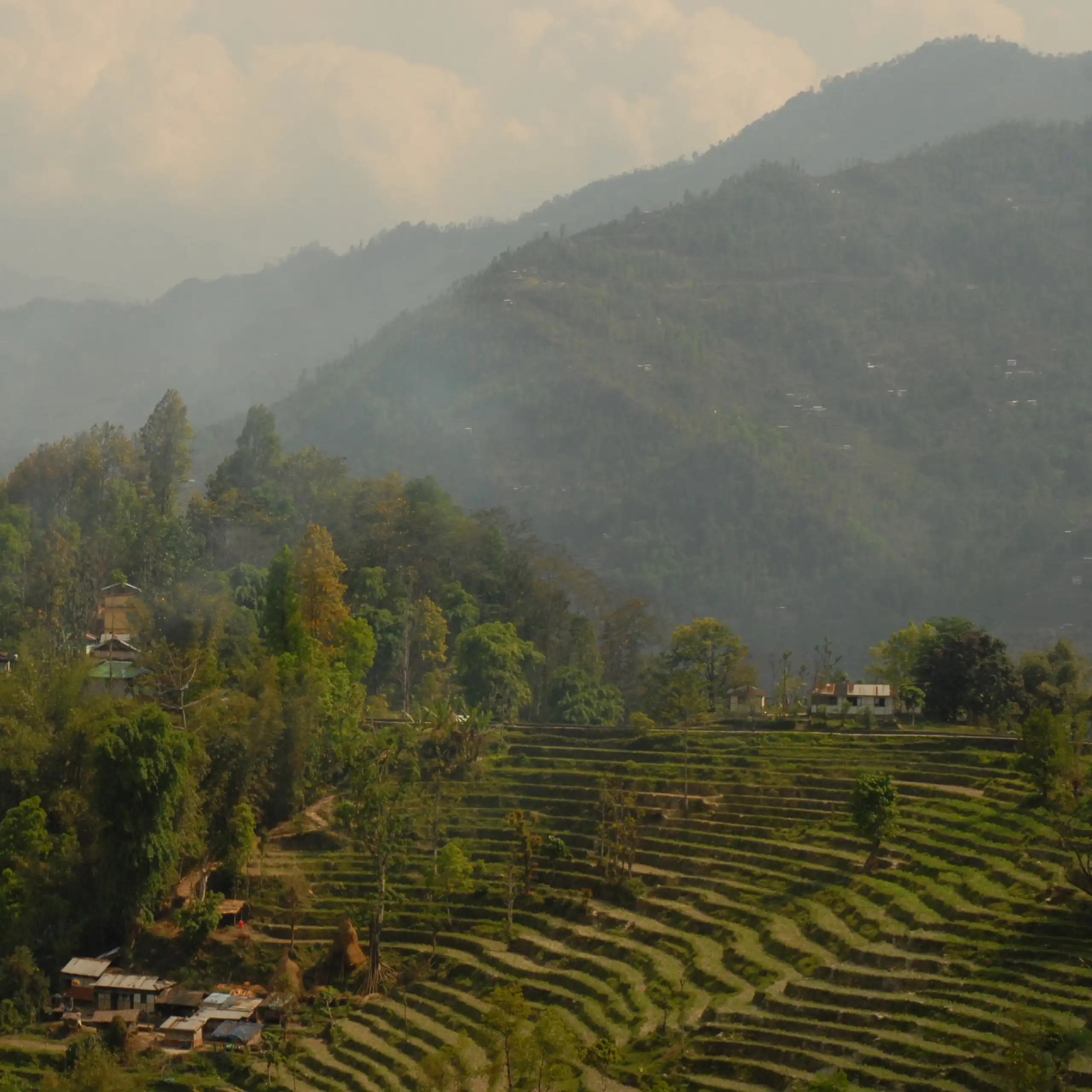 Paysage escarpé du Sikkim avec terrasement