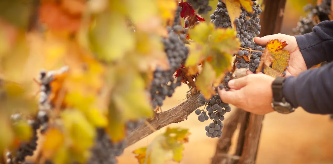 Dates des vendanges : comment le climat souffle le chaud et le froid