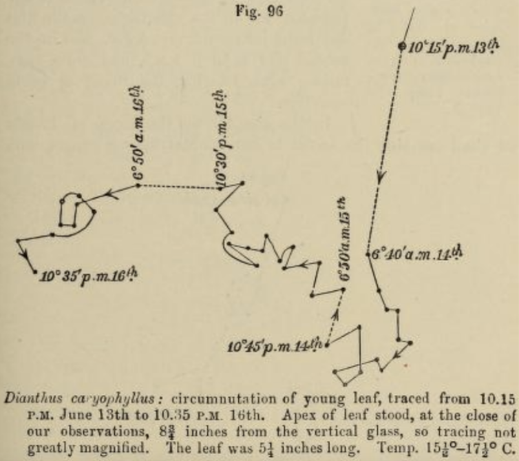 A zig-zagging line showing the movement of a leaf.