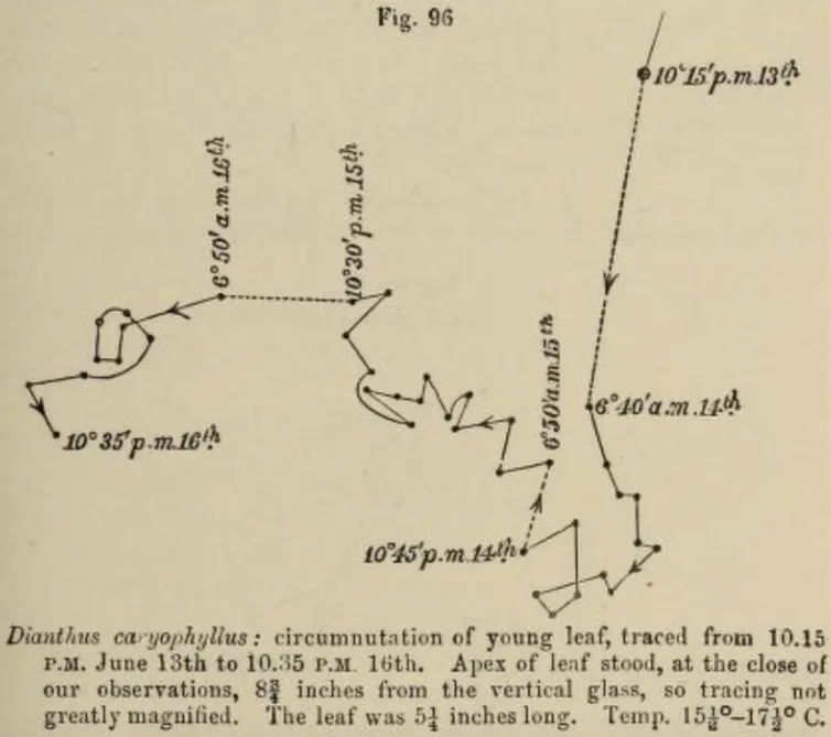 A zig-zagging line showing the movement of a leaf.