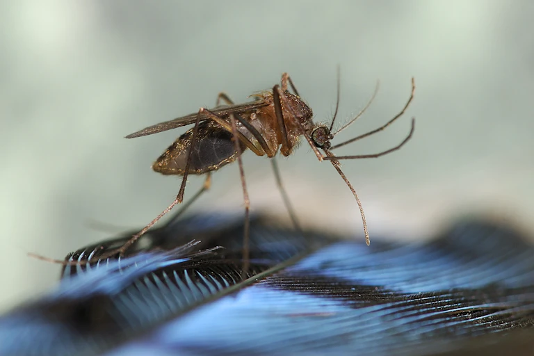 A mosquito pauses on a bit of foliage.