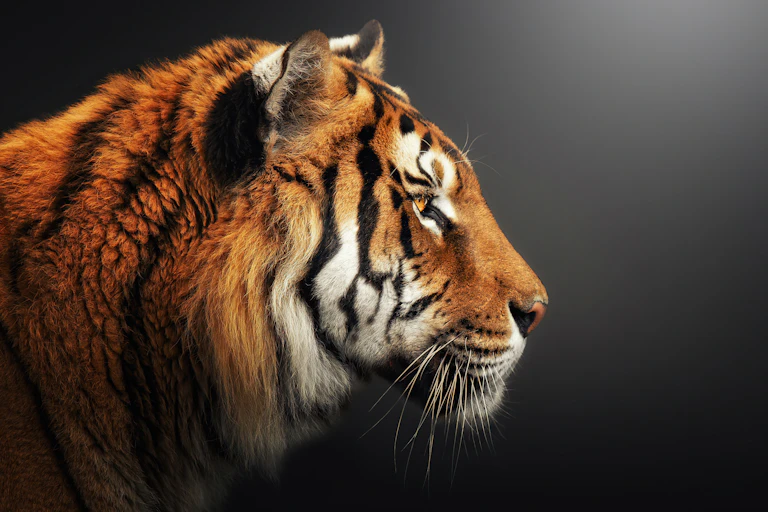 Cabeça de tigre em perfil