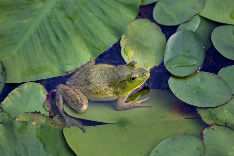 A frog sits on a lily pad.