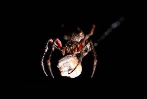 City light pollution is shrinking spiders’ brains