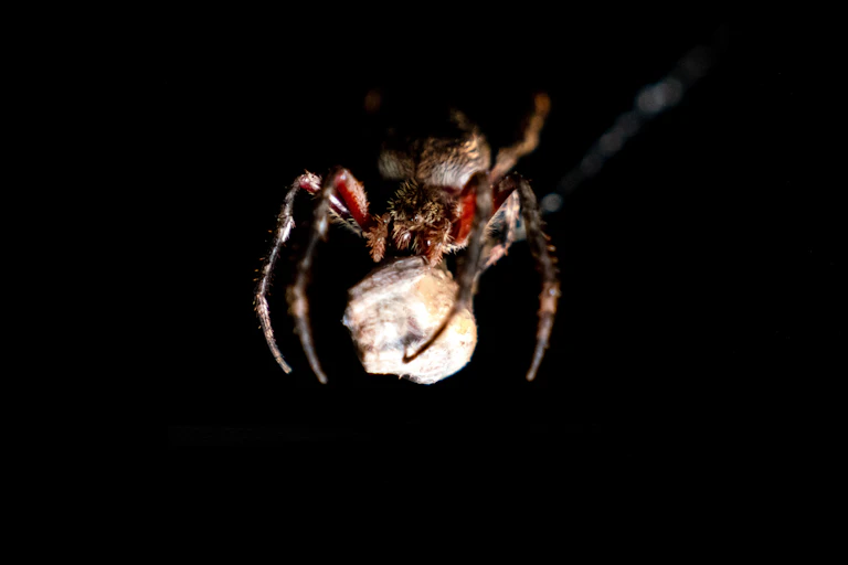 Photo of a spider in darkness under artificial light
