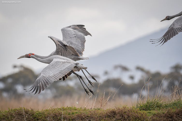 brolga birds