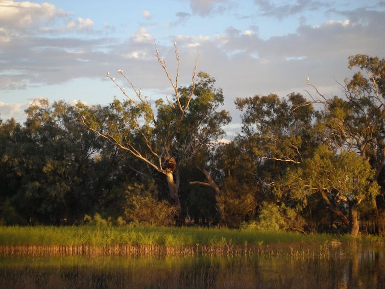 wetlands and birds on high trees