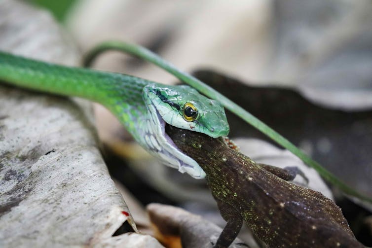 A snake eats a lizard