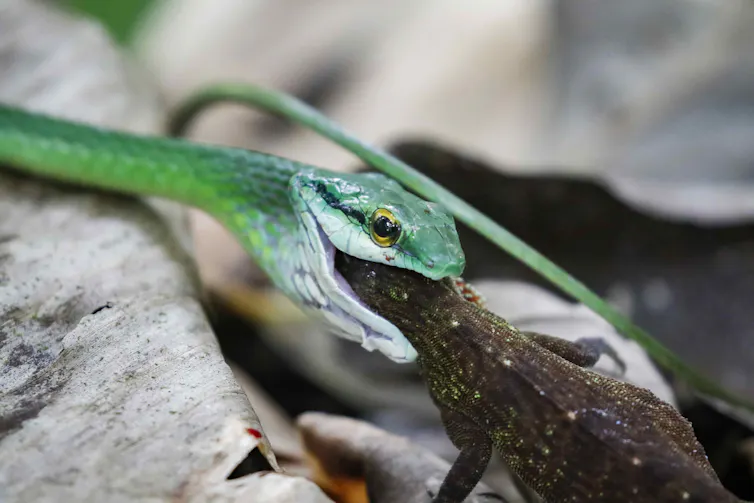 A snake eats a lizard