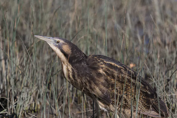 bittern bird in wetland